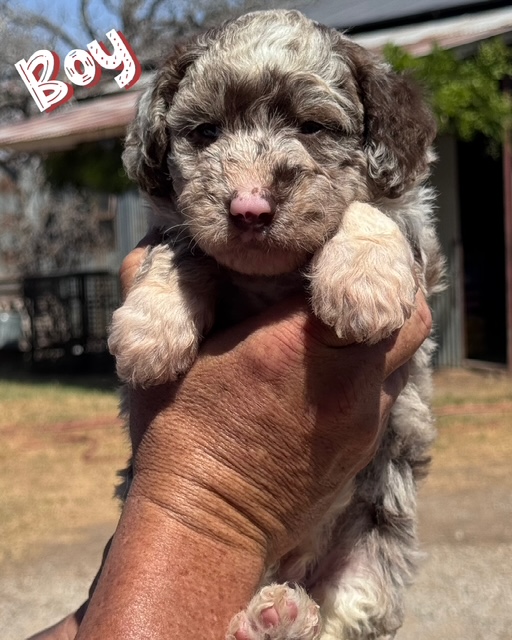 bordoodle puppy