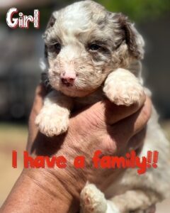 bordoodle puppy