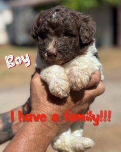 bordoodle puppy