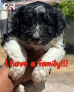 bordoodle puppy