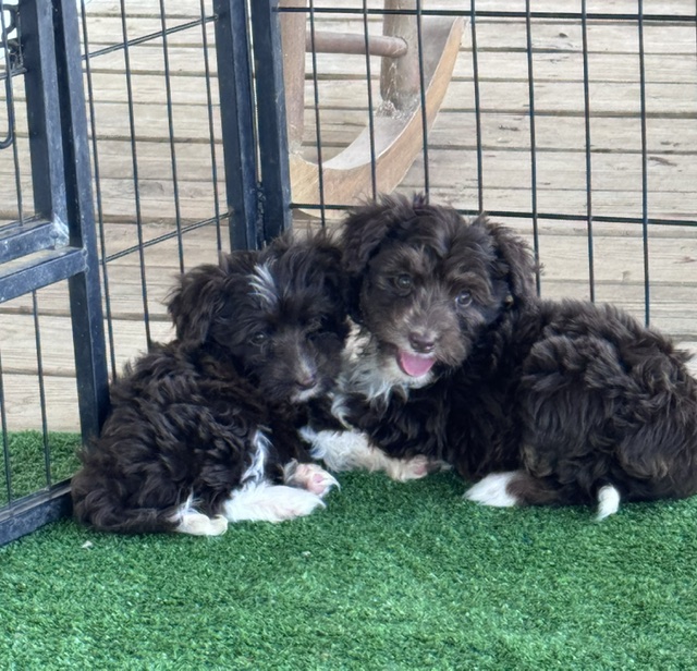 mini-aussiedoodle puppy