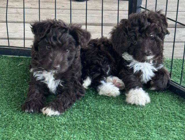 mini-aussiedoodle puppy