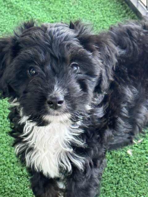 mini-aussiedoodle puppy