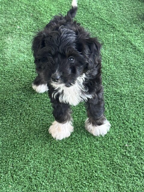 mini-aussiedoodle puppy