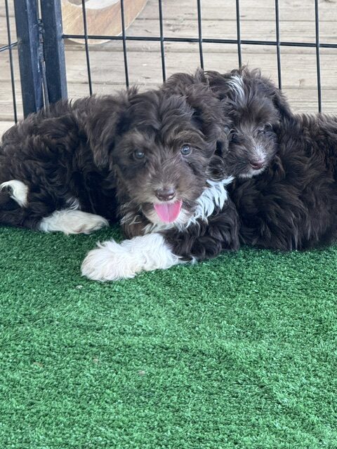 mini-aussiedoodle puppy