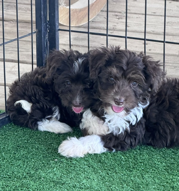 mini-aussiedoodle puppy