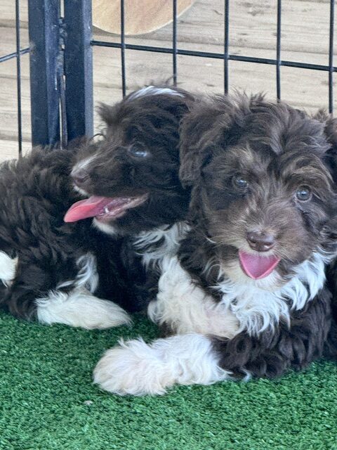 mini-aussiedoodle puppy