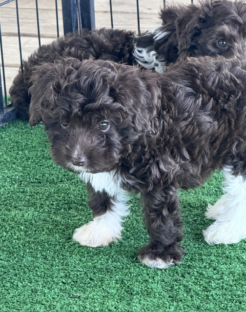 mini-aussiedoodle puppy