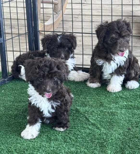 mini-aussiedoodle puppy