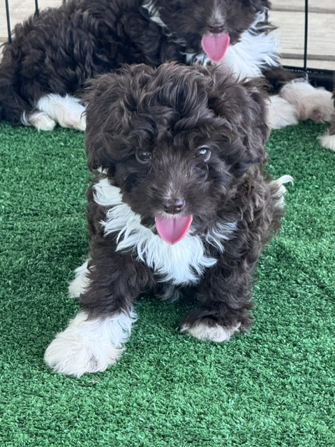 mini-aussiedoodle puppy
