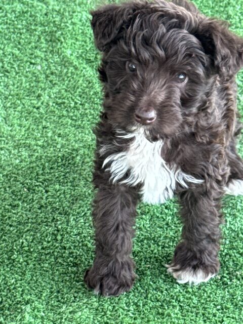 mini-aussiedoodle puppy