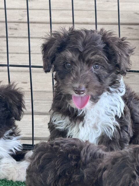 mini-aussiedoodle puppy