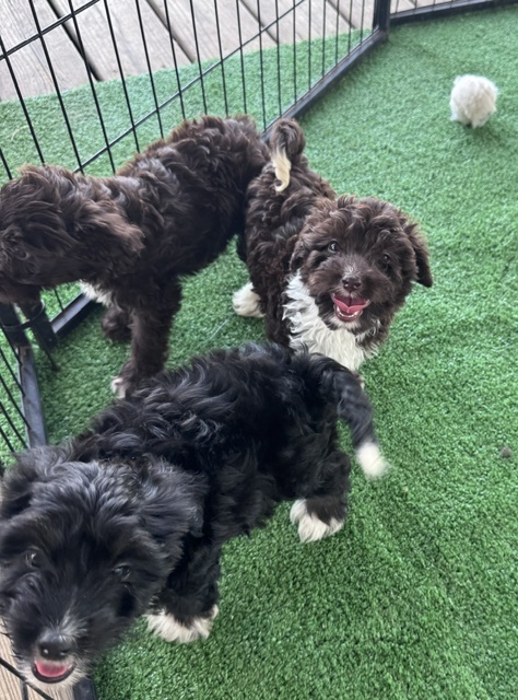 mini-aussiedoodle puppy