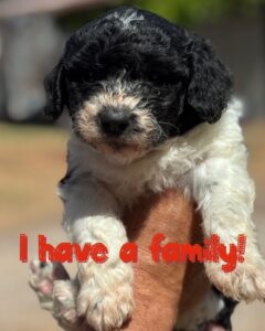 bordoodle puppy
