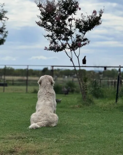 English Cream Golden Retriever sitting in the grass watching a bird on our Texas farm