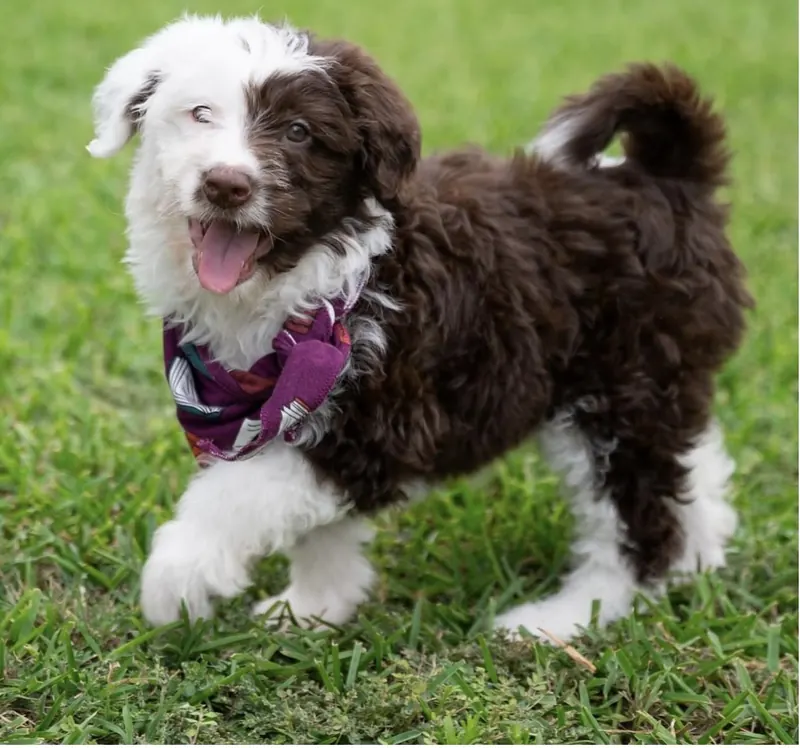 Bordoodle puppy in a bandana playing in the grass at Lost Creek Kennels in Jacksboro, Texas