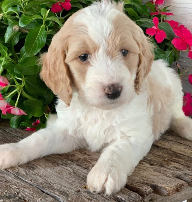 Meet Hattie! She’s going home to her new family in about 2 weeks! ⠀
⠀
#lostcreekfarm #lostcreekdoodles #goldendoodle #goldendoodlesofinstagram #f1bdoodle  #doodle #doodles #f1bgoldendoodle  #lostcreekgoldendoodles