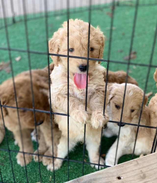 These rascals are growing so fast!
#goldendoodlepuppy #lostcreekgoldendoodles