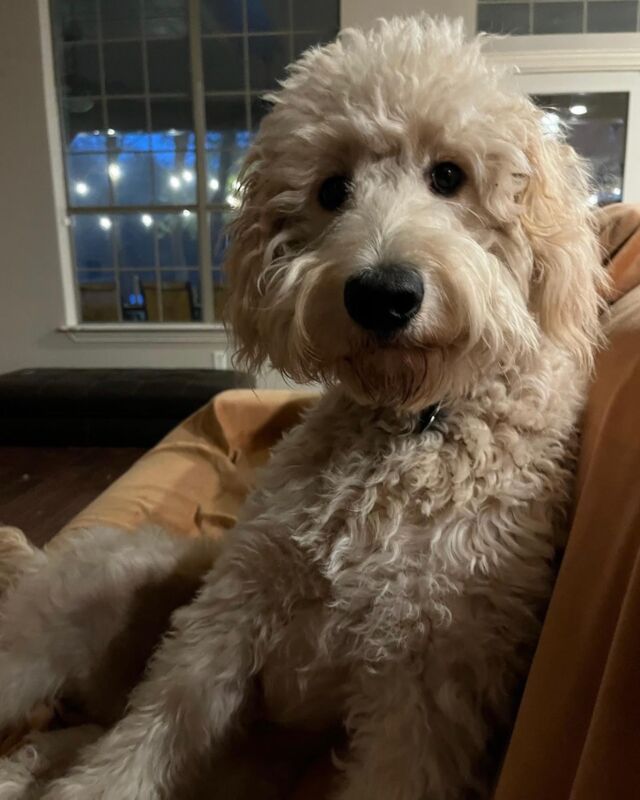 Luna! Looks like you’re living a great life!!!
#lostcreekmaple #goldendoodle #goldendoodlesofinstagram #f1goldendoodle #lostcreekgoldendoodles