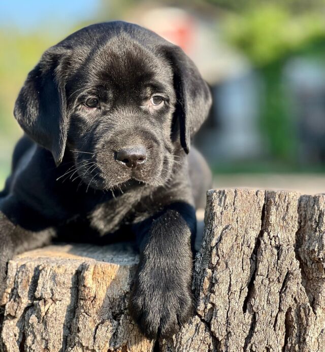 We have one big beefy black English Lab puppy left! For you lab lovers, there’s none better! 
.
.
.
#englishlab #englishlabsofinstagram #englishlabrador #englishlabradors #labrador #labradorretriever #stockyblockyandcalm #akcpuppy #lostcreekremedy #lostcreekedward #lcklabs