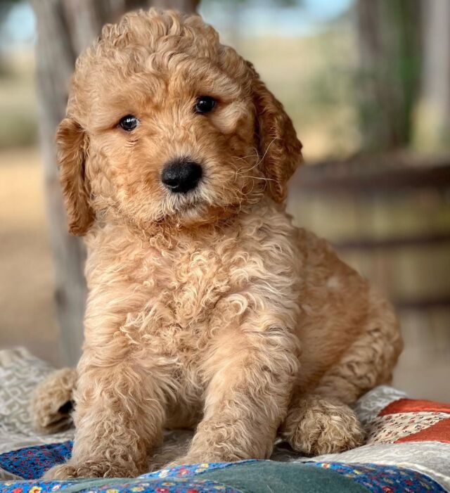 Ruby’s F1 Goldendoodles! #goldendoodlesofinstagram #goldendoodles #goldendoodlepuppies #redgoldendoodle #lostcreekruby #lostcreekgoldendoodles