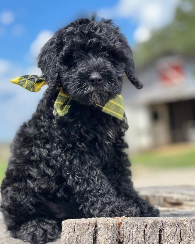This little boy from Lucy’s litter is going home today! We have 2 boys and 1 girl left! Message us!
.
.
.
#goldendoodle #goldendoodlesofinstagram #goldendoodlepuppy #f1bgoldendoodle #lostcreeklucy #lostcreekgoldendoodles