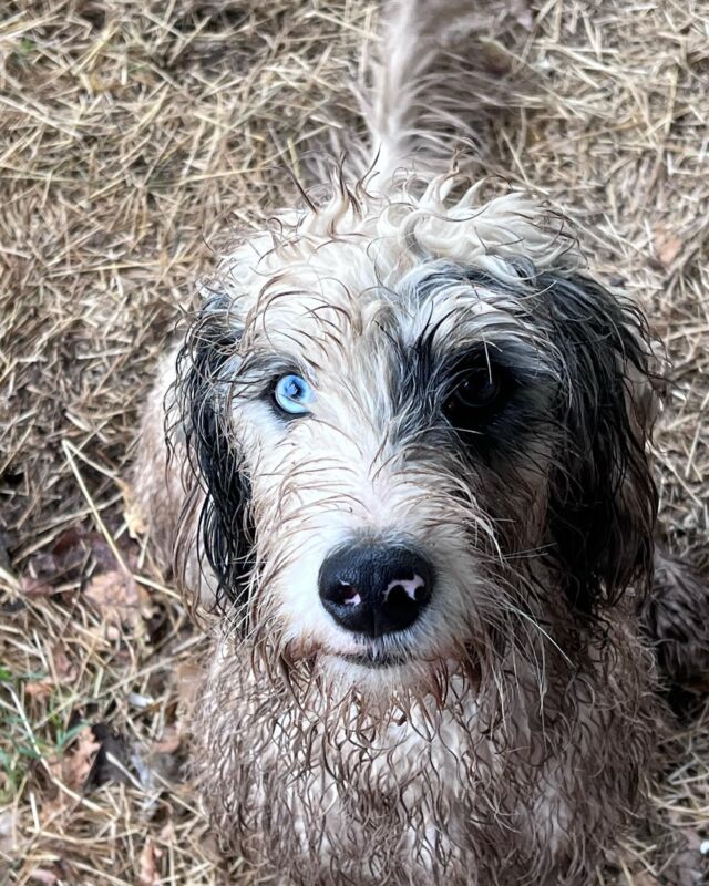 Mud day! Why do they love to get so dirty? 😂 🛁 🧼 #australianmountaindoodle #lostcreekmaggie #lostcreeksugar #lostcreekaustralianmountaindoodles #amd #aussiemountaindoodle #lostcreekamds