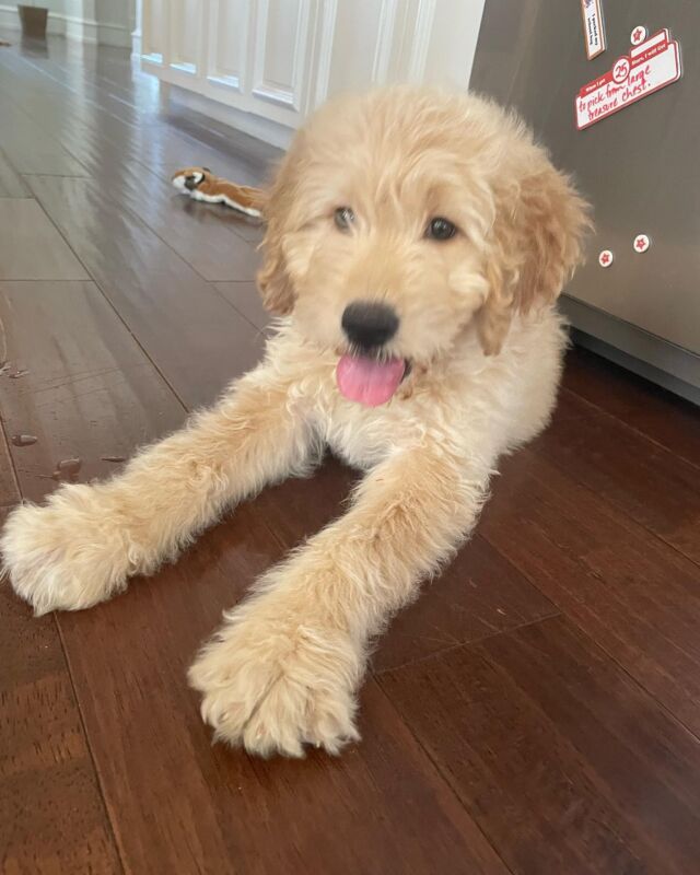 Everyone meet Penny! She went home with her family today! She’s a Ruby x George Grimes puppy. 
.
.
.
#goldendoodle #goldendoodlesofinstagram #lostcreekruby #lostcreekgoldendoodles #goldendoodlepuppy #cutestpuppy #lifeisbetterwithadoodle