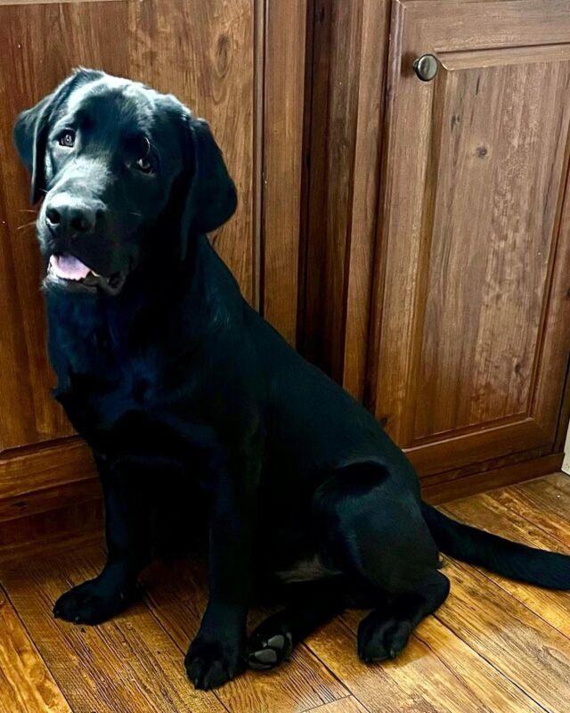 This is Duke. He’s an AKC English Lab from Remedy and Edward in 2022. He’s gonna be a handsome boy! 
.
.
.
#englishlab #englishlabrador #englishlabsofinstagram #lostcreekremedy #blacklab #blacklabrador #blacklabsofinstagram #lostcreeklabs #lcklabs