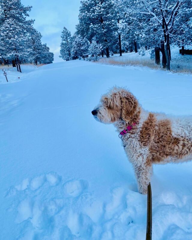 Hattie, the F1b Goldendoodle, enjoying life in the beautiful mountains of NM! So happy for you Hattie! 
.
.
.
#goldendoodle #goldendoodlesofinstagram #f1bgoldendoodle #lostcreeklottie #lostcreekgoldendoodles #goldendoodles #snow