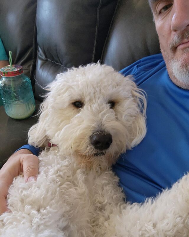 This is Izzy. Maybe the most spoiled Goldendoodle in all of DFW. You see that piña colada? I think Izzy had one as well. 😂 
.
.
.
#lostcreekgoldendoodles #goldendoodle #goldendoodlesofinstagram #lifeisbetterwithadoodle