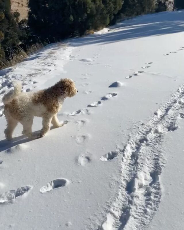 More of Hattie living up in the snow! Dream life for a Doodle!!!
.
.
.
#lostcreeklottie #lostcreekgoldendoodles #f1bgoldendoodle #goldendoodle #goldendoodlesofinstagram #snowdog