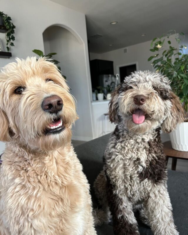 This is Nova and Luma who live in El Paso. Nova is a cream F1 Goldendoodle (Maple x George Grimes) and Luma is a merle F1b Labradoodle (Tequila x Merle Haggard). They live an amazing life with their family! Here’s what their momma said about them today:

“Everything is going well! Luma is very different from Nova and has been harder to train because she so happy and wants to play all the time with everyone. Nova is the most mellow girl but she loves Luma so much and greets her every morning when we let her out of the crate.” 

Be sure to watch for our upcoming blog series discussing each breed. Some are more playful. Some are big and lazy when they’re grown. Some are scary smart. Some are goofy and child-like. All make terrific companions and we can help you find the best breed for your family!

Thanks to @nickiiolivares for sharing! 
.
.
.
#lostcreektequila #lostcreekgoldendoodles #lostcreeklabradoodles #labradoodlepuppy #labradoodle #labradoodlesofinstagram #labradoodles_of_instagram #goldendoodle #goldendoodlesofinstagram #goldendoodlesrule #goldendoodlesofinsta #lifeisbetterwithadoodle