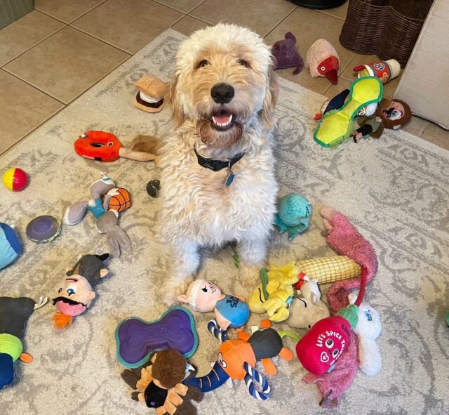 This is Delilah! Delilah will be so excited to learn she’s getting a new sister from Dorothy’s litter of English Cream Goldendoodles! (Delilah’s not spoiled or anything. Look at those toys 😂.) This is what Delilah’s momma told us today about her: “Delilah is the best dog we’ve ever had. Thank you all so much. I can’t wait for this new baby. ❤️“ Thank you @nichole0123 ! We’re so happy you love her and we’re excited for you to meet your new baby soon!
.
.
.
.
.
#lostcreekbonnie #lostcreekgoldendoodles #goldendoodle #goldendoodlesofinstagram #goldendoodles #newsister #seconddoodle