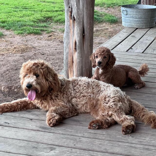 Great news! A successful pairing with Brandon while Fay was here for her visit! 🤞🏼 We should have beautiful red mini-Goldendoodles in June! Message us for details!
.
.
.
#minigoldendoodle #minigoldendoodlesofinstagram #minigoldendoodles #lostcreekfay #redgoldendoodles #lostcreekgoldendoodles #puppiescoming