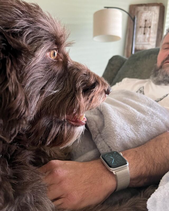 Sweet Raleigh, the F1 Bordoodle, takes care of his poppa after his surgery! #lostcreekrosa #lostcreekbordoodles #bordoodle #bordoodlesofinstagram #dognurse