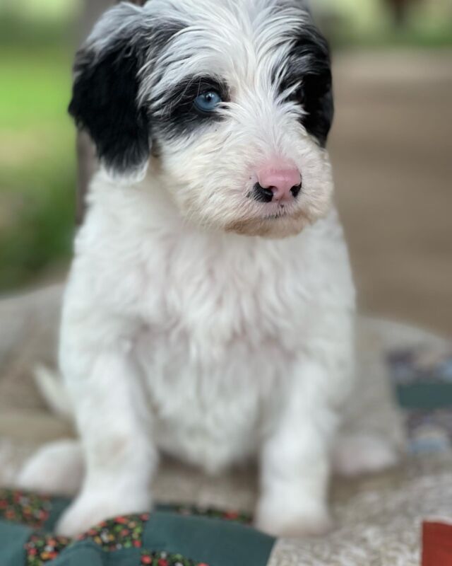 Only one puppy left from Maggie’s litter! This little boy needs a good family! #lostcreekamds #blueeyes #australianmountaindoodle