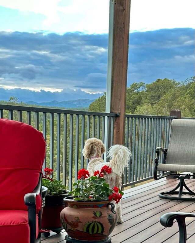 Precious Hattie, enjoying spring in the mountains! She’s a Lottie puppy! #f1bgoldendoodle #lostcreeklottie #lostcreekgoldendoodles