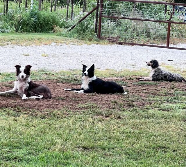 They’re used to be grass, but they all choose to hang out in this same part of the lawn. 🤷🏼‍♂️
.
.
.
#lostcreekrosa #lostcreeksugar #lostcreekdicey #countrymorning #bordercolliesofinstagram #australianmountaindoodle #lostcreekamds