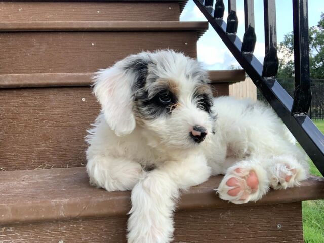 This is Gracie! She’s a Maggie x Uncle Jack mini-Australian Mountain Doodle puppy. She lives in Austin and her momma says she’s doing great and that she fit right in with the family! 
.
.
.
#lostcreekmaggie #lostcreekamds #australianmountaindoodle