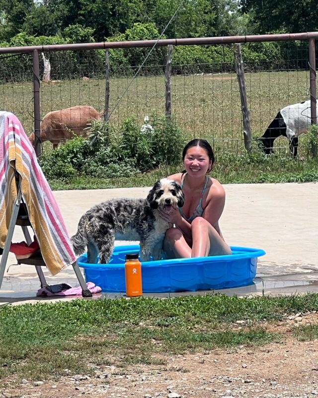 When you don’t have a real pool but your daughter is a collegiate swimmer. And Sugar the Australian Mountain Doodle can’t resist on a hot day either. Btw the kiddy pool is a puppy play area! 😂 #cantkeepheroutofthewater #theresalakedowntheroad #lostcreeksugar #lostcreekamds