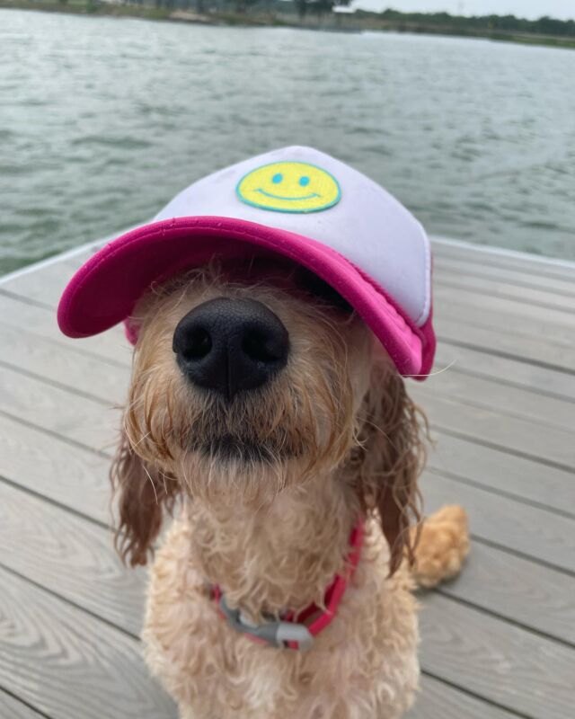 Lottie’s last trip to the lake with her big sister, @phoebemosley . If you like water, most of these dogs LOVE water! #lostcreeklottie #lakedog #goldendoodle #lakedoodle #lostcreekgoldendoodles