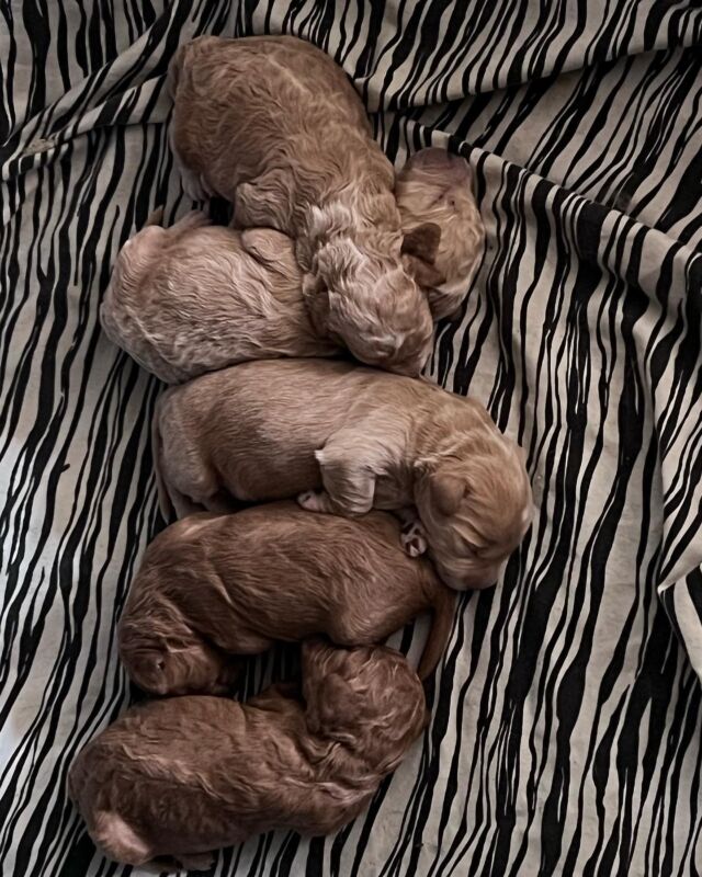 Little Fay the mini-Goldendoodle had her puppies! They’re tiny and amazing! We have little boy left for a good family! These puppies will be between 15 and 25 pounds. 
.
.
.
#lostcreekfay #minigoldendoodle #minigoldendoodlesofinstagram #minigoldendoodles #minigoldendoodlepuppy #cutestpuppies #lostcreekgoldendoodles #minidoodle #minidoodlesofinstagram