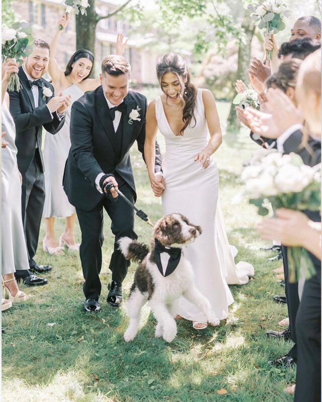 This is Ralphy! He’s an F1b English Labradoodle (Mimosa x Longhorn Dutton). He was the ring-bearer in his parents’ wedding and they said he did great! Way to go Ralphy! And CONGRATS to @maddiehramirez @nilsenramirez !!! 
.
.
.
#lostcreekmimosa #lostcreeklabradoodles #labradoodle #labradoodles #labradoodlesofinstagram