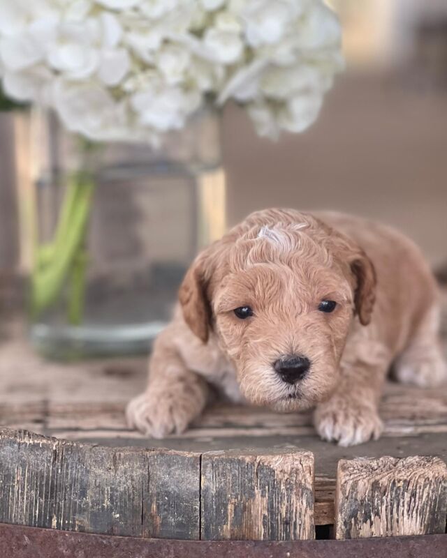 **UPDATE!!!* All Fay’s puppies have found families! Message us for information about future litters! 

#mini-Goldendoodles #lostcreekfay #lostcreekgoldendoodles #minigoldendoodle #minigoldendoodlesofinstagram #minigoldendoodles #minigoldendoodlepuppy