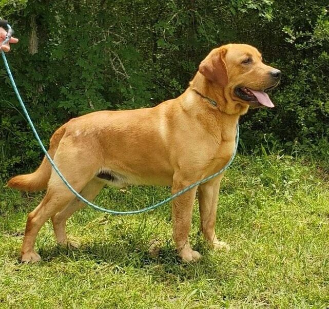 This is Keen! He’s one of our AKC English Labrador Retriever sires. He’s a stunning fox-red and is an amazing dog. He’ll be siring a litter of fox-red and yellow Lab puppies down the road. They’ll be amazing dogs so contact us for information! #lostcreekkeen #lcklabs #englishlab #englishlabrador #lab #labrador #labradorretriever
