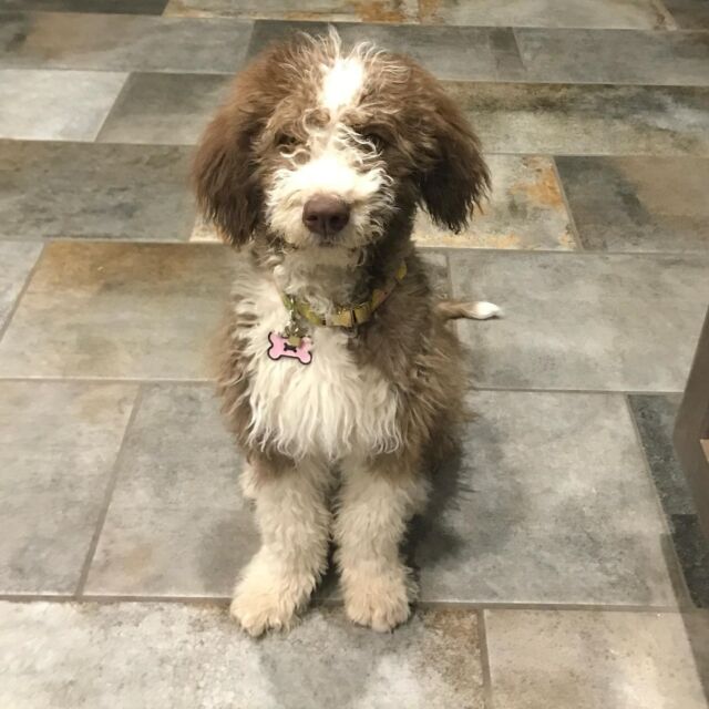 This is Blu! She lives in New Mexico with her family and her momma says she has a great disposition and that she’s loyal and always ready to play! And…she might be getting a new sister soon! ☺️🥰 Blu is a Patsy X John Henry puppy. 
.
.
.
#lostcreekpatsy #lostcreekbordoodles #bordoodle #bordoodlesofinstagram #borderdoodlesofinstagram #bordoodles