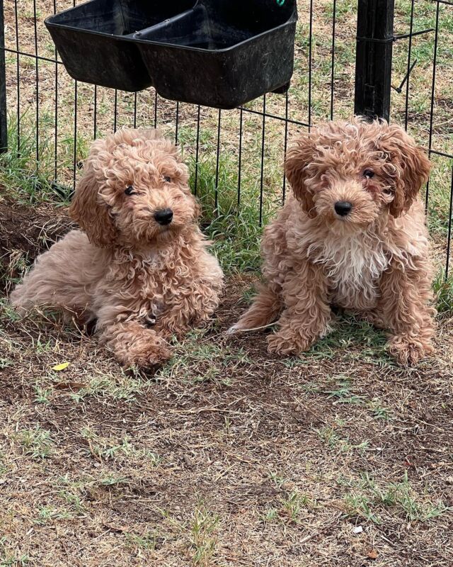 Last two puppies from Fay’s litter of mini-Goldendoodles! Reuben (on the left, and alone in the last photo) went home with his family to Austin today! Fay will be having another litter of mini-Goldendoodles in 2024! Get your name on the list!
.
.
.
#lostcreekfay #lostcreekgoldendoodles #minigoldendoodle #minigoldendoodlesofinstagram #cutestpuppies #minidoodle #minidoodlesofinstagram