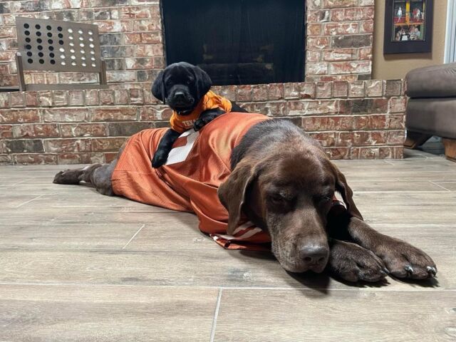 It was a big week for UT Football! This is little Max with his new big brother Memphis. As you can see, they’re both big fans of the Longhorns! 🤘Max is an English Lab puppy from Remedy x Edward. 
.
.
.
#utfootball #texasfootball #ut #universityoftexas #longhorns #longhornfootball #hookem #hookemhorns #hookem🤘#lcklabs #lostcreekremedy