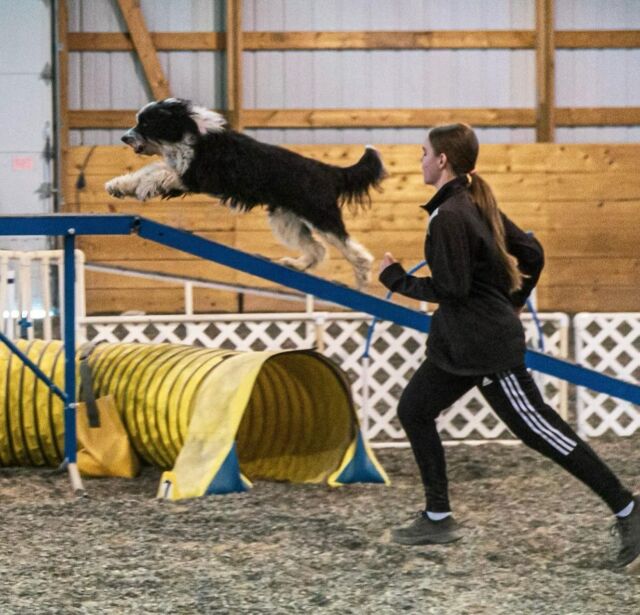 Check out Franklin today, competing in the North American Dog Agility Championships! You can watch Franklin and Kaci live by going to the link provided below. Good luck Franklin!!! (Franklin is a Rosa x George Grimes #Bordoodle !) https://4leggedflix.com 
.
.
. 
@franklin_the_bordoodle 
#nadacchampionships #dogagility #lostcreekbordoodles #agilitycompetition